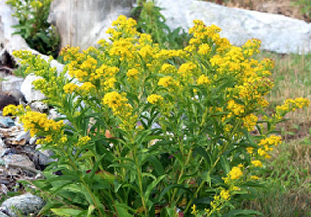 cmptrianblepark.jpg